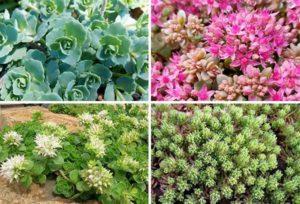 Beschreibung der Sorten und Arten von Stonecrop (Sedum) -Blumen, Pflanzen und Pflege auf freiem Feld