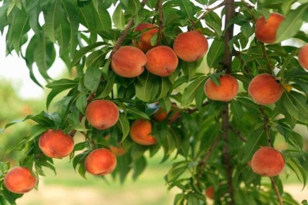 auginti persiką