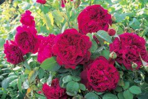 Descripción de las 15 mejores variedades de rosas peonía, plantación y cuidado en campo abierto.