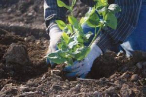Kokia dirvožemio sudėtis reikalinga sodo mėlynėms ir kaip pasigaminti patiems