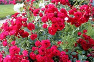 Descripción de variedades de rosas de cobertura del suelo, plantación y cuidado en campo abierto.