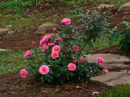 floribunda rózsa