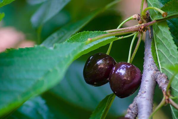 Vyšnių vaisiai