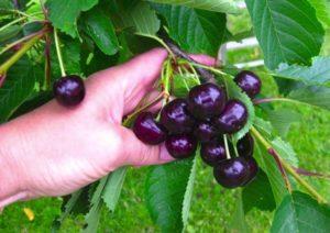 Beskrivelse af sorten og egenskaberne ved Raditsa kirsebær, dyrkning og pleje