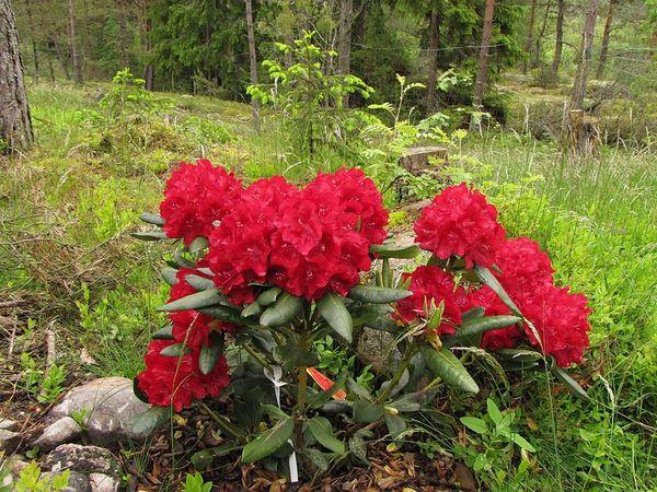 Rhododendron Buzuki