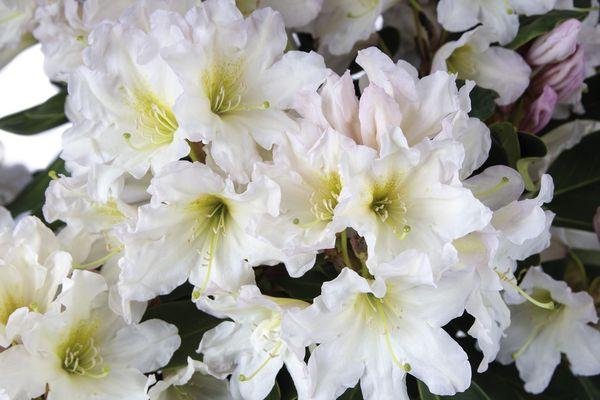 Rhododendron White