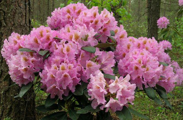 Rhododendron Lita