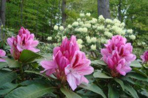 Warum färben sich Rhododendronblätter gelb und was tun zur Behandlung?