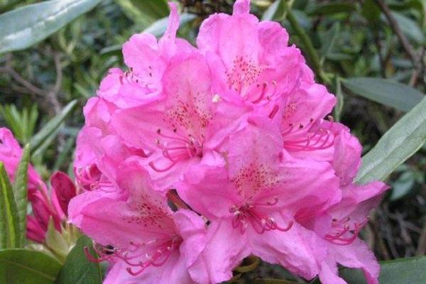 charakteristiky rododendronu