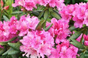 Beskrivning och egenskaper hos Haag rhododendron-sorten, plantering och skötsel