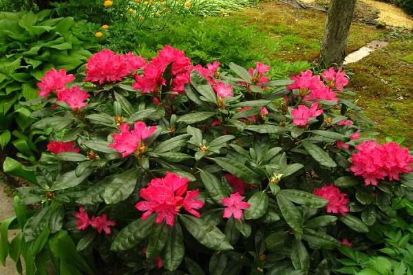 rhododendron blomst