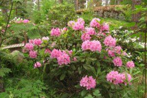 Beskrivning och egenskaper hos rhododendronuniversitetet i Helsingfors, plantering och vård