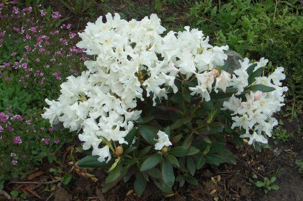 Rhododendron fehér