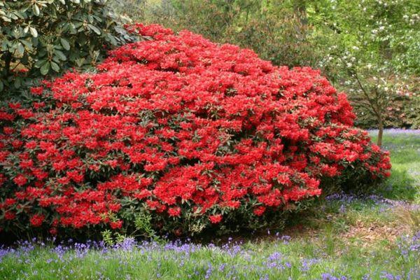Rhododendron piros