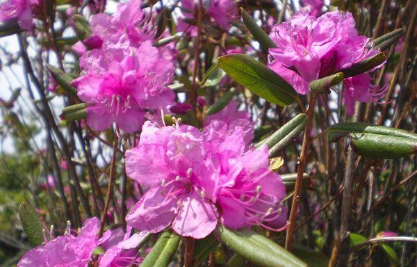 Rhododendron Daursky