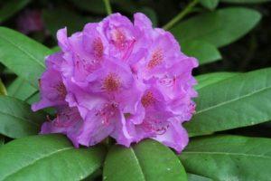 Rododendro, vartojamo tradicinėje medicinoje, vaistinės savybės ir kontraindikacijos