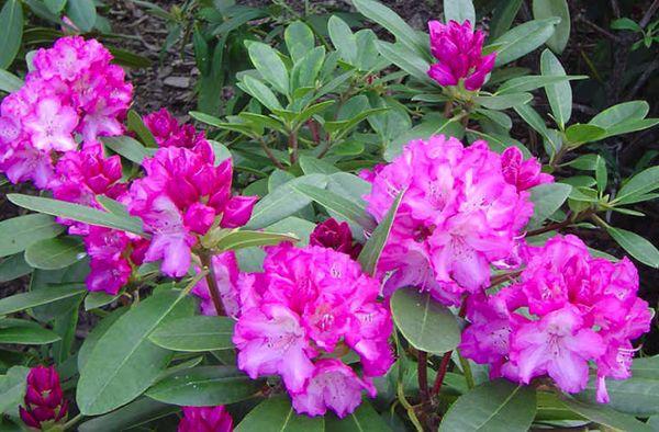 Rhododendron Helicki