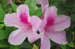 Pravidlá pestovania a starostlivosti o rododendron doma