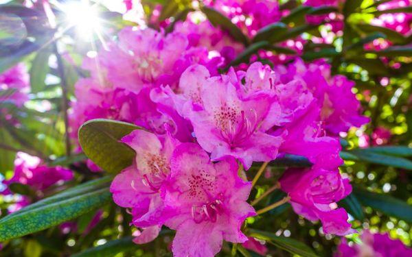Rhododendron azurblau