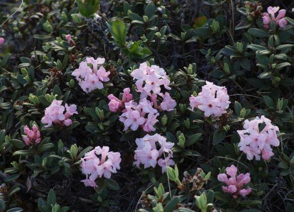 rastúce rododendrony