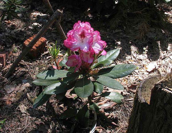 het planten van rododendrons