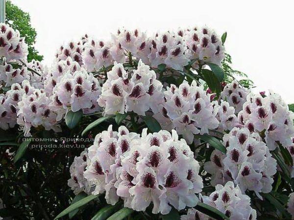 rododendrons Calsap