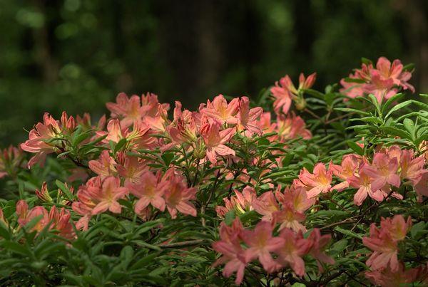Rhododendrons - plantes