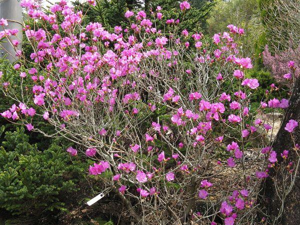 Rododendro Amur