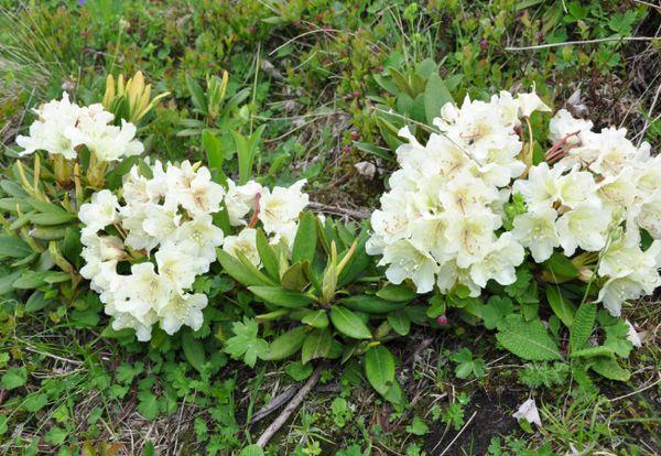 Rhododendron caucasien