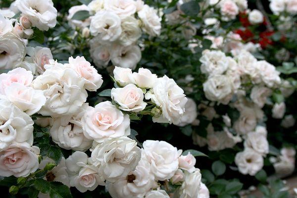 rožė balta