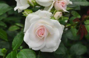 Beschrijving van de rozenvariëteit Aspirine, teelt, verzorging en voortplanting