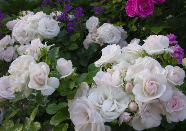 biela ruža