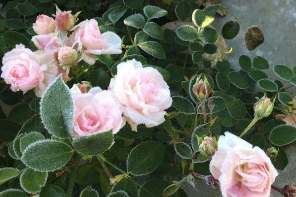 arbusto con rosas