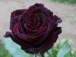 Beschreibung und Eigenschaften von Rosen der schwarzen Magie, Pflanzen und Pflege
