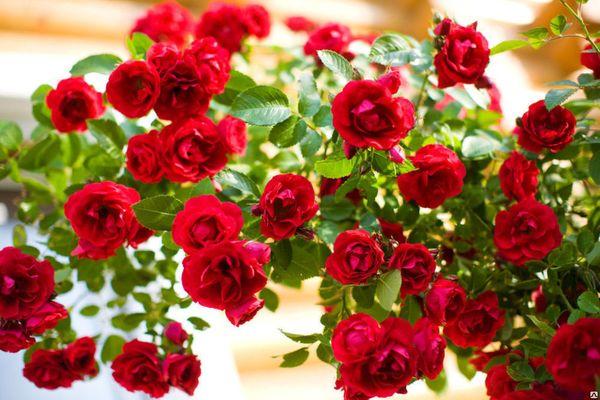 hibridinės rožės