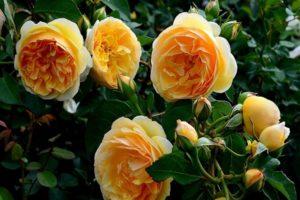 Greham Thomas rožės aprašymas, sodinimas ir priežiūra, genėjimas ir dauginimas
