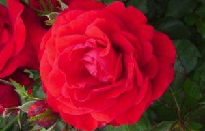 Descrizione e caratteristiche della varietà di rose Nina Weibul, semina e cura