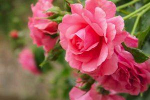 Beschrijving van de rozenvariëteit Rosarium Utersen klimmen, planten en verzorgen van de plant