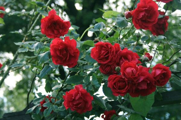 Rose Red Rambler