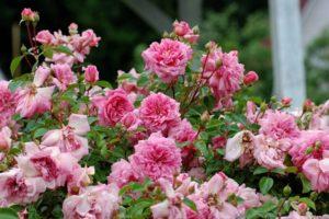 Descripción de variedades de rosas estándar, plantación y cuidado en campo abierto.