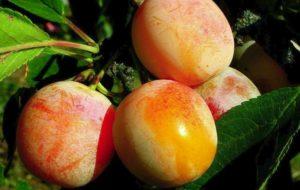 Description de la variété de prune Medovaya, technologie de plantation, entretien et taille, pollinisateurs