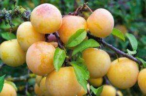 Descrierea soiurilor de pruni Yakhontova, polenizatori, cultivare și îngrijire