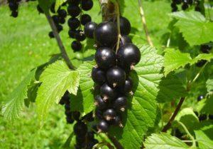 Beskrivning och egenskaper hos vinbärsorten Svart pärla, plantering och skötsel