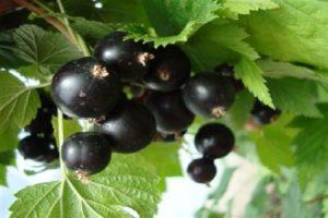 Descrizione e caratteristiche della varietà di ribes uva passa, semina e cura