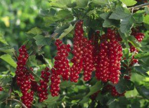 Mô tả và đặc điểm của giống nho đỏ Rovada, cách trồng và chăm sóc