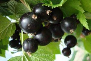Beskrivning och egenskaper hos Veloy vinbärsorten, plantering och skötsel