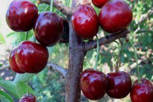 17 best varieties of sweet cherries for the Leningrad region with description and characteristics