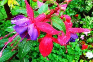 Description of varieties and popular types of fuchsia, planting and care