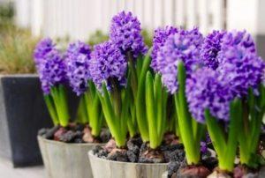 Beskrivning och egenskaper för sorter och typer av hyacinter, odlingsregler