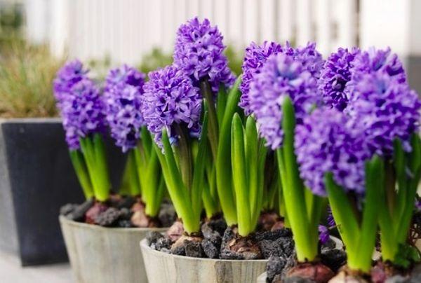 Oosterse hyacint